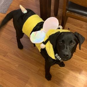 Meet your Posher, Cadence